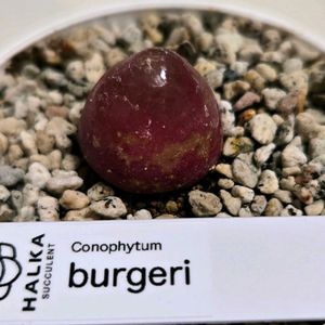 コノフィツム,ブルゲリ,多肉植物,コノフィツム属,初購入の画像