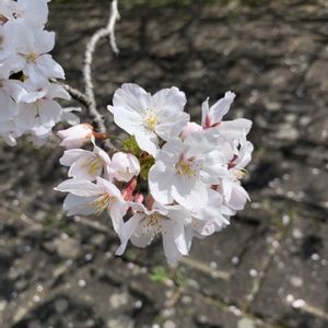 サクラ,桜ソメイヨシノ,さくら サクラ 桜,桜 さくら,桜の画像