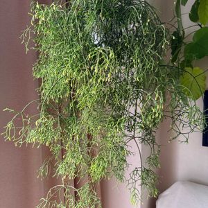 リプサリス,リプサリス･ケレウスクラ,リプサリス･ケレウスクラ,多肉植物,サボテン科の画像