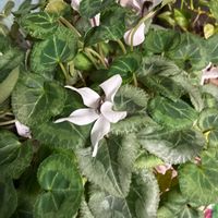 シクラメンの画像