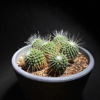 サボテン,マミラリア ピコ,マミラリア,サボテン☆,マミラリア属の画像