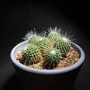 サボテン,マミラリア ピコ,マミラリア,サボテン☆,マミラリア属の画像