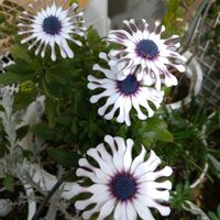 オステオスペルマムの画像