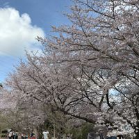 ヤマブキ,ソメイヨシノ,さくら 桜 サクラ,朝日山森林公園,２０２０年５月同期の画像