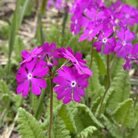 サクラソウ,サクラソウ,ユキワリコザクラ,ユキワリコザクラ,野漆（ノウルシ）の画像