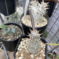 パキポディウム・グラキリス,アデニア・グラウカ,アデニウム アラビカム,パキポディウム・ホロンベンセ,パキポディウム・サキュレンタムの画像