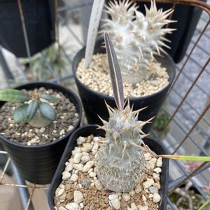 パキポディウム・グラキリス,アデニア・グラウカ,アデニウム アラビカム,パキポディウム・ホロンベンセ,パキポディウム・サキュレンタムの画像