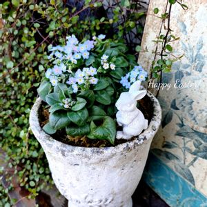 ミオソティス ミオマルク,寄せ植え,可愛い,庭の花,癒しの画像