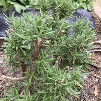 ローズマリー,ハーブ,復活の画像