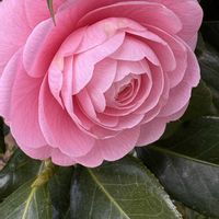 スイセン,ツルニチニチソウ,ツルニチニチソウ,ユキヤナギ,乙女椿の画像