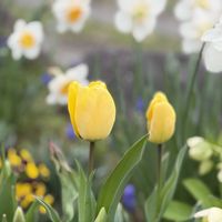 チューリップ,チューリップ,菜の花,iPhone撮影,黄色の花の画像