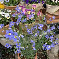 ヘリオフィラ,パンジー,ビオラ,ビオラ・パンジー,GS映えの画像