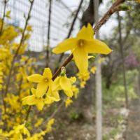 ヤマブキ,レンギョウ,葉牡丹 光子ロイヤル,八重咲黄花オキザリス,ビタミンカラーの画像