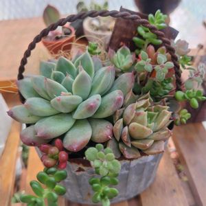 多肉寄せ植え,ベランダ多肉,多肉好きの画像