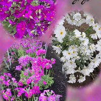 サクラ,サクラソウ,サクラソウ,ブーゲンビリア,オステオスペルマムの画像