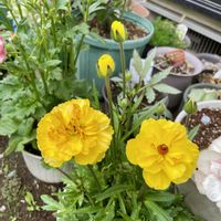 キンセンカ,スイセン,ラナンキュラスラックス,ビオライリスプリエール,ラナンキュラスラックス　ミネルバの画像