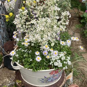 ナチュラルガーデン,花のある暮らし,自然が好き,GS映え,GS日和の画像