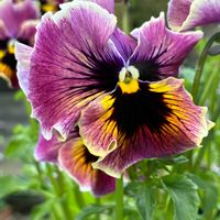 サイネリア,スイートピー,ビオラ,ソメイヨシノ,金太郎vsクマさんの画像