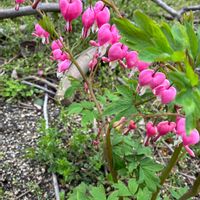 タイツリソウ,タイツリソウ,タイツリソウ（ケマンソウ）,庭の画像