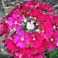 サクラソウ,サクラソウ,シャガ,GS今日のお花,花ブローチ倶楽部の画像