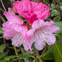 シャクナゲ,小さな幸せ♡,お出かけ先♡,健康に感謝,福井県池田町の画像