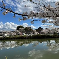 サクラ,サクラ,スミレ,ビオラ,ペチコート水仙の画像