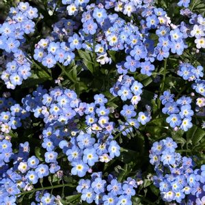 癒し,花のある暮らし,植物のある暮らし,お庭のお花,PWの画像