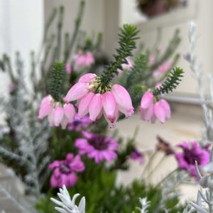 エリカ,ガーデニング,ありがとう,大好きなお花,癒し…♡の画像