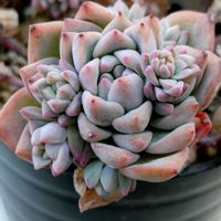 セダム,プロリフィカ,プロリフィカ,多肉植物,小さな花壇の画像