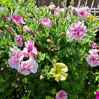 ペチュニア,可愛いね,キュンキュン❣️,やっと咲き出しましたの画像