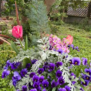 寄せ植え,繋がりに感謝✨,平和を願う☆,青い花マニア,チーム・ブルーの画像