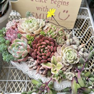 アジュガ ピンクライトニング,オルレア　ホワイトレース,多肉植物,ガーデニング,花のある暮らしの画像