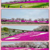 シバザクラ,ソメイヨシノ,さくら サクラ 桜,お花見,癒しの画像
