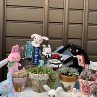 サクラソウ,フェルニア・竜王角,フェルニア ゼブリナ錦,イースター,今日のお花の画像