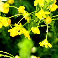 スイセン,菜の花,ミモザ,シンピジウム,キュンキュン乙女倶楽部の画像