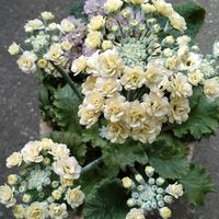 サクラソウ,サクラソウ,桜草ルーチェプリマヴェーラ,おうち園芸,小さな庭の画像