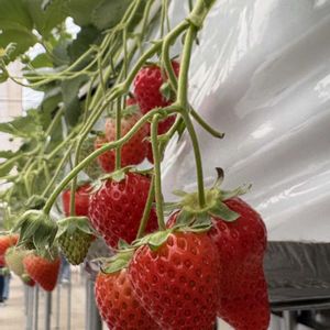 イチゴ,花のある暮らし,イチゴ狩り,われら17年組,乙女色クラブの画像