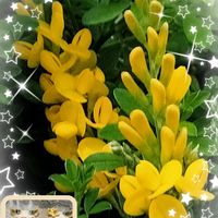 ビデンス,エニシダ,スノーフレーク,ヒメエニシダ,菜の花の画像