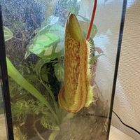 ネペンテス,ウツボカズラ,ネペンテス・ミランダ,食虫植物,熱帯植物の画像
