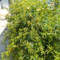 モッコウバラ,今日の一枚,おうち園芸の画像