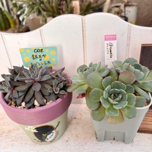 多肉植物,多肉大好き,リメ缶・リメ鉢,多肉植物好き,COZさん苗の画像