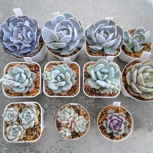 白雪姫,シャビアナ ピンクフリル,ルンヨニーサンカルロス,月の女神,モンロー×ローラの画像