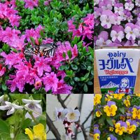 ウメ,スミレ,ツツジ,ビオラ,ビオラの画像