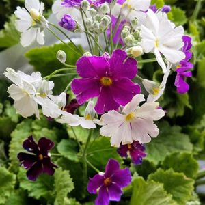 オウバイ,サクラソウ,レンギョウ,桜草,連翹（レンギョウ）の画像