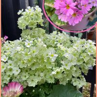 サクラソウ,ウインティ ライムグリーン,可愛い,ピンクの花,お買い得品の画像