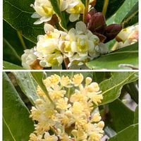 月桂樹,ハナミズキ,カジイチゴ,ムクドリ,樒(しきみ·しきび)の花の画像