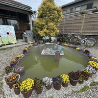 ラベンダー,ビオラ・パンジー,お出かけ先にて,カフェのお花の画像