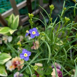 ヘリオフィラ,青い花,花のある暮らし,花が好きな人と繋がりたい,花を撮るのが好きな人と繋がりたいの画像