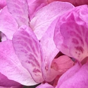 ハナスオウ,小さな庭の画像