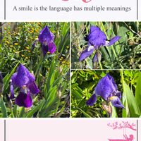 アヤメ,早い開花,ウォーキングの楽しみの画像